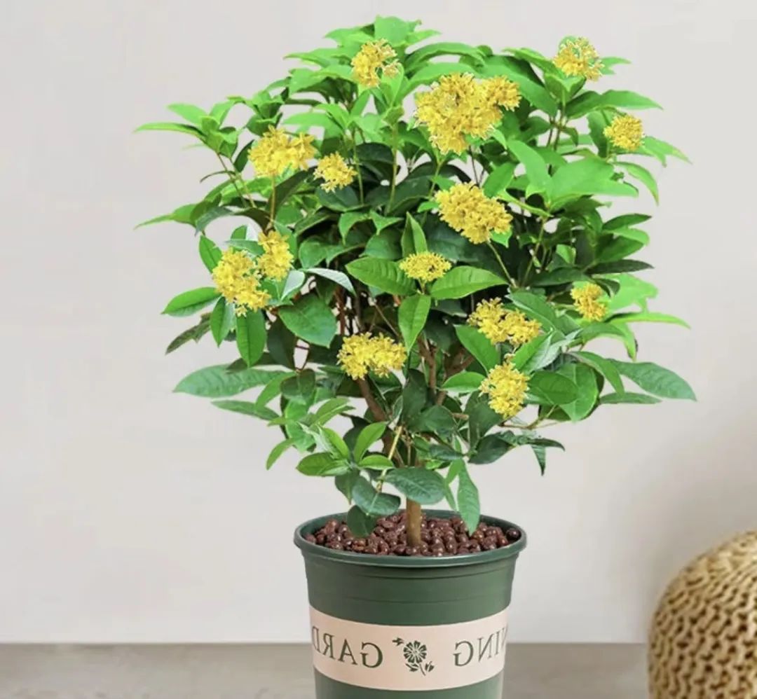 什么花好养又净化空气还漂亮,什么花好看好养抗冻还净化空气