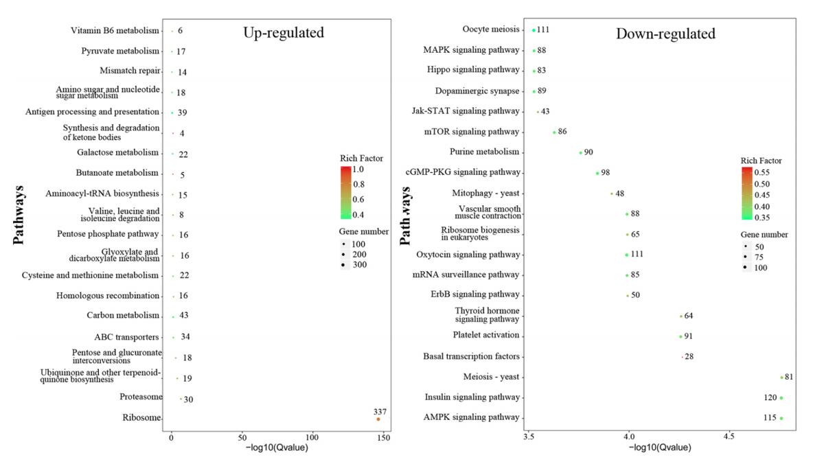 毛滴虫性妇科炎症甲硝唑,治毛滴虫用甲硝唑好还是替硝唑好