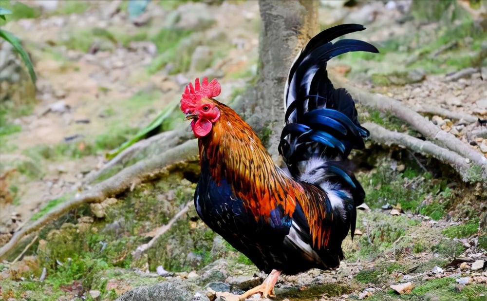 鸡的祖先是霸王龙？它为何每天都下蛋，细数鸡身上的“恐龙基因”