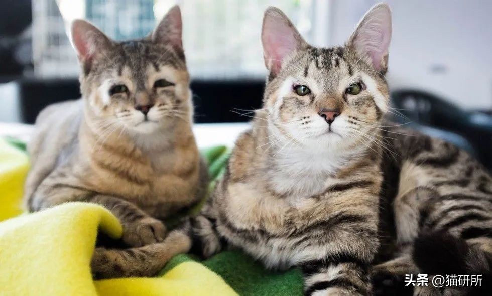 怎样测试猫咪的智商低还是高,如何测试猫咪的智商高不高