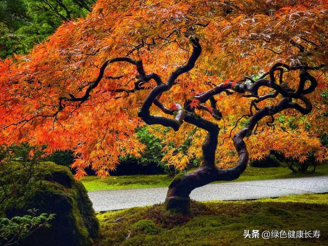 波特兰日本花园游玩,世界花园打卡