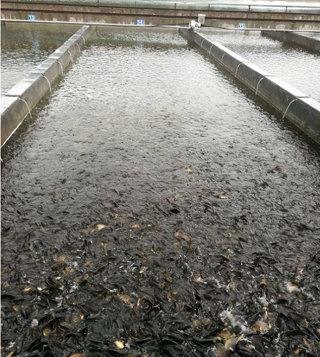 想要鱼虾养殖好，水产益生菌少不了