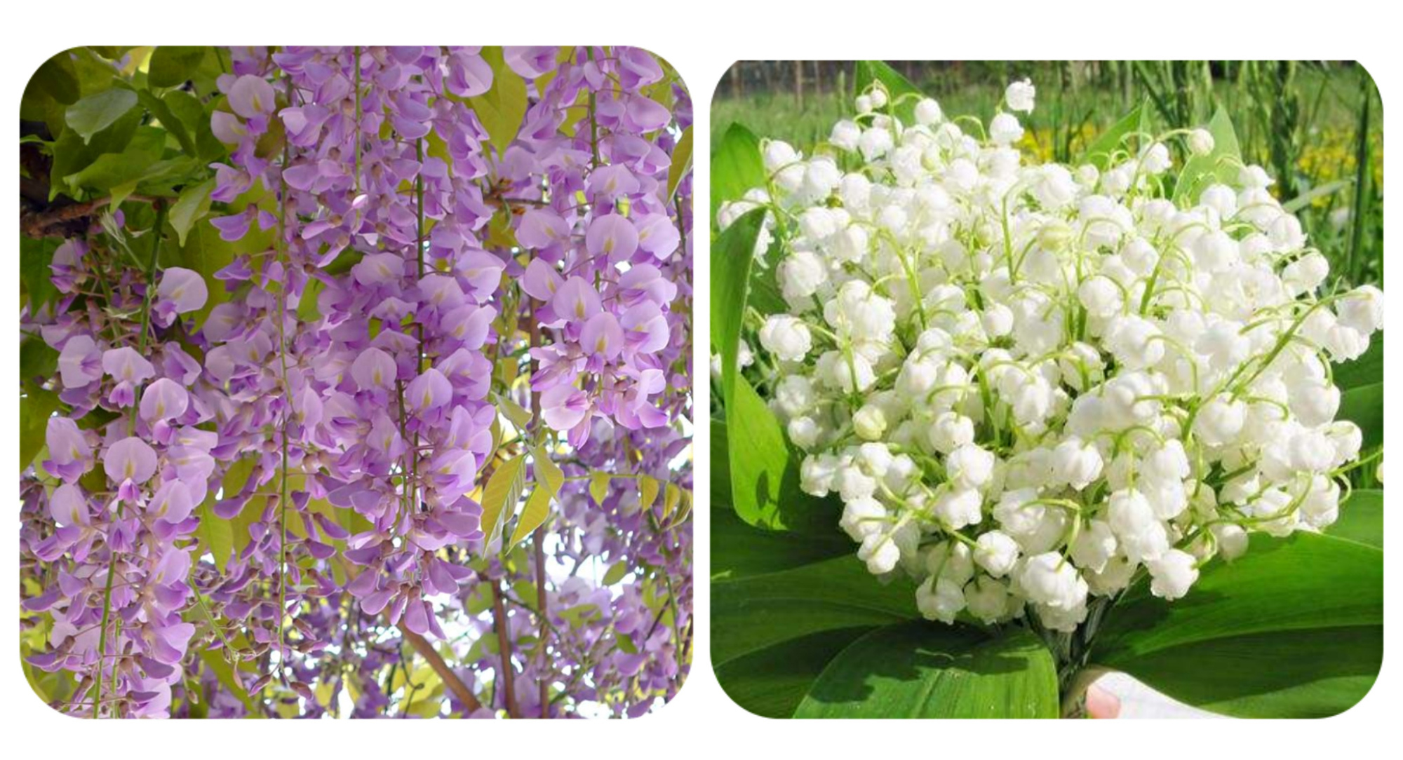 常见有毒花千万别碰,世上有毒的花和植物