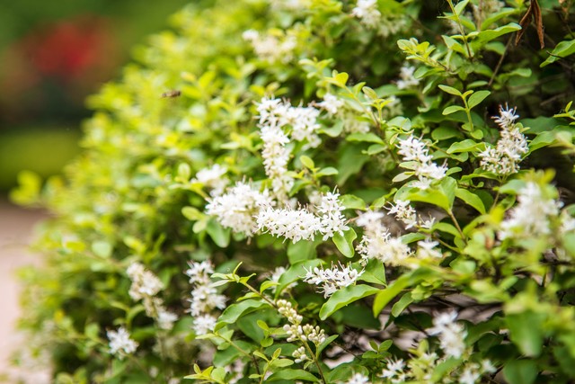 小叶女贞盆景,小叶女贞