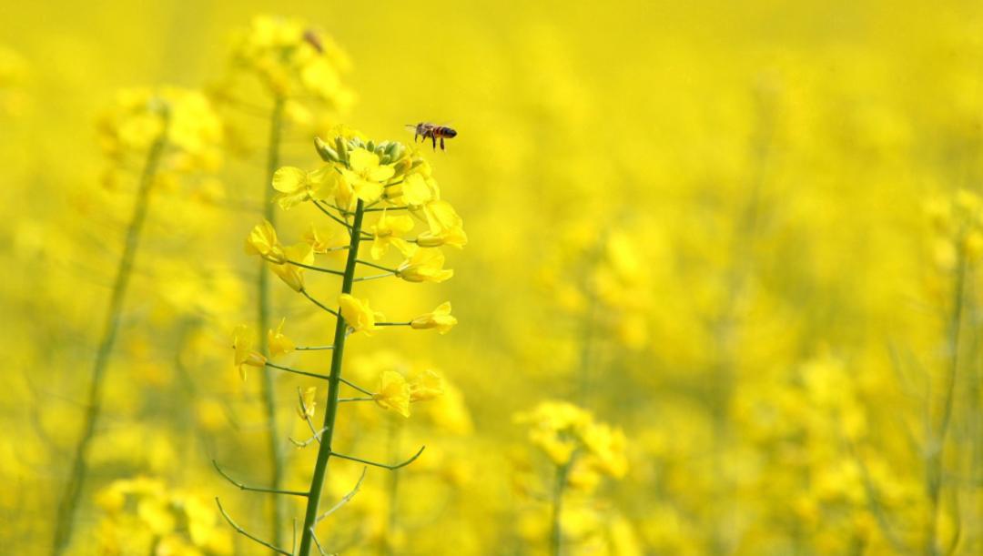油菜花开写春意,油菜花开闪金光的诗句