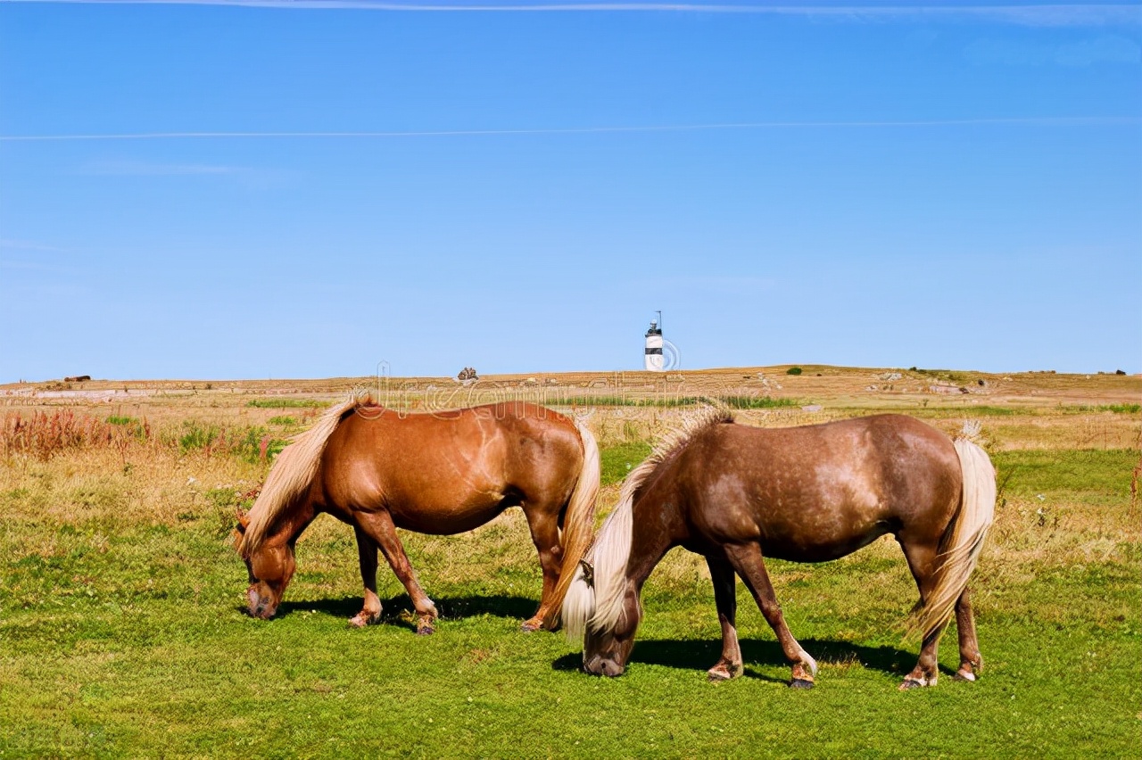 中美高考的差别英文介绍,美国高考英语考试