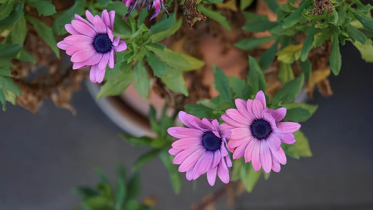 人到中年要努力赚钱学会过日子,人到中年除了赚钱就是要承受孤独