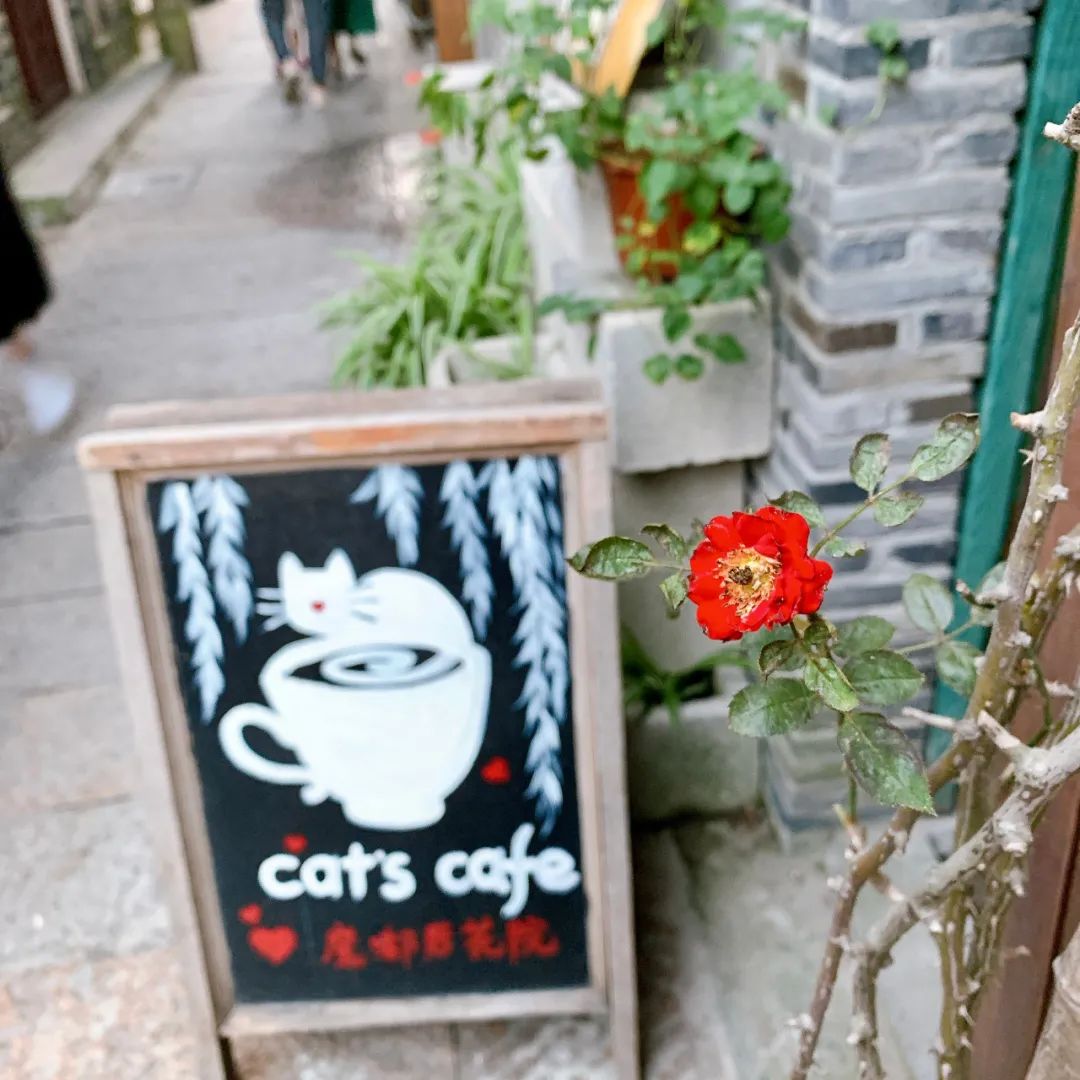 朱家角古镇一日游最佳攻略,朱家角什么好吃