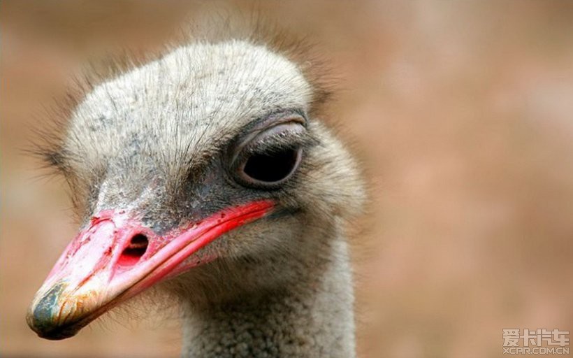 鸵鸟水粉绘画,快乐的鸵鸟水粉儿童画