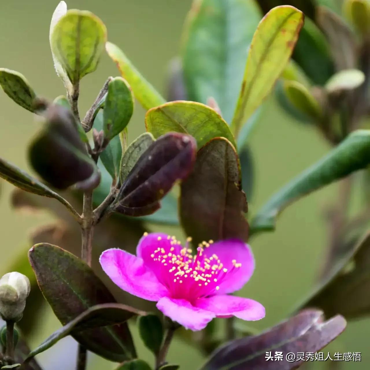 学唱粤语老歌,学粤语的方法广东话