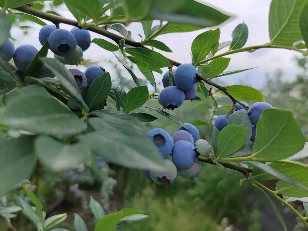 摘蓝莓桃子,摘蓝莓草莓樱桃桃子