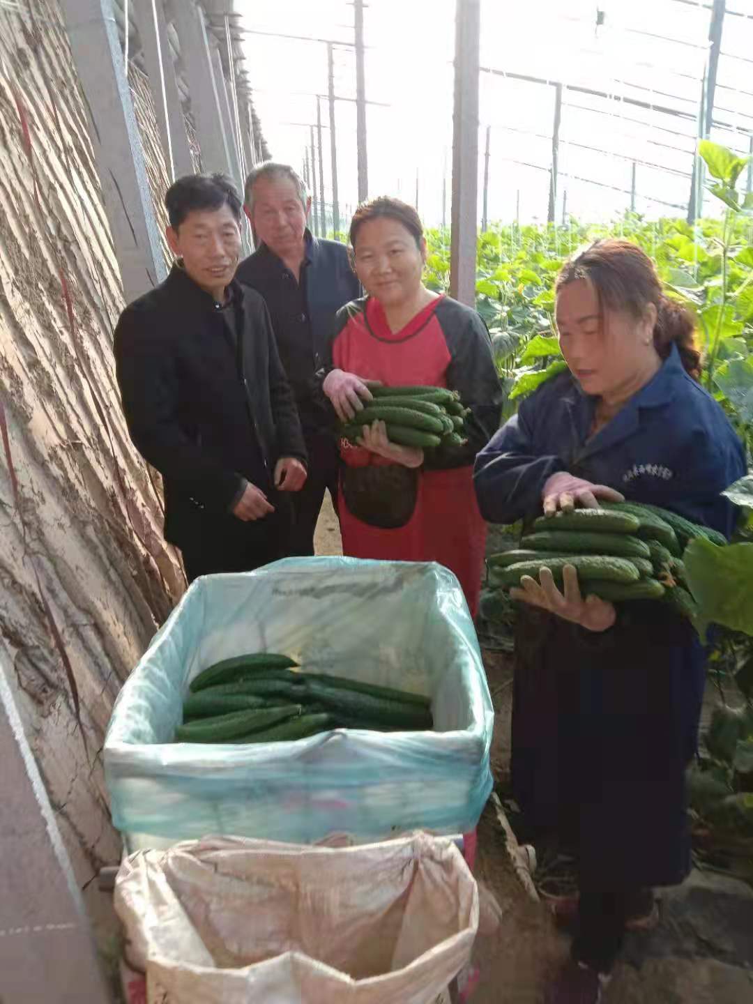 扶沟：“中原菜都”的乡村振兴富民曲