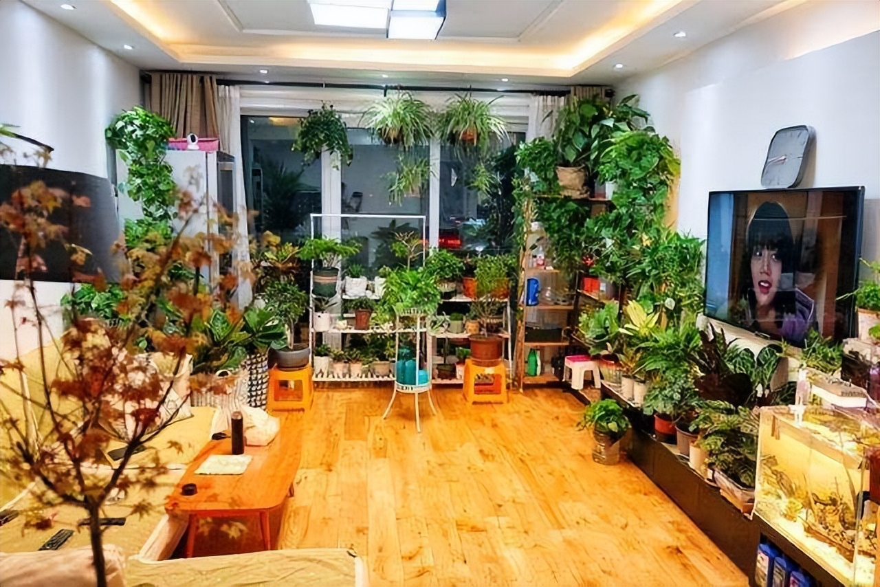 养花风水禁忌事项图片欣赏,露台养花风水禁忌图片大全