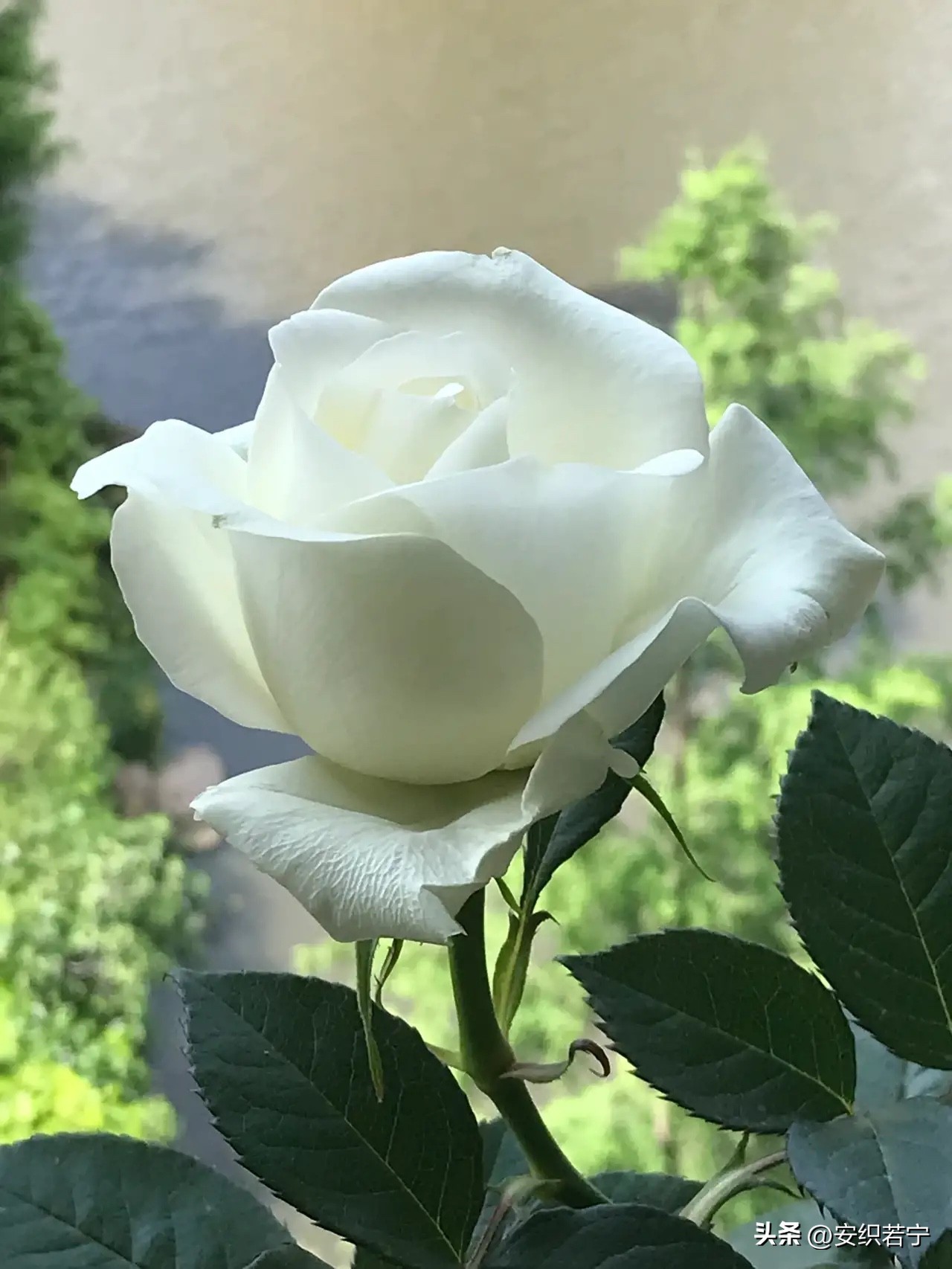 比较推荐的月季,十种夏天好养的月季