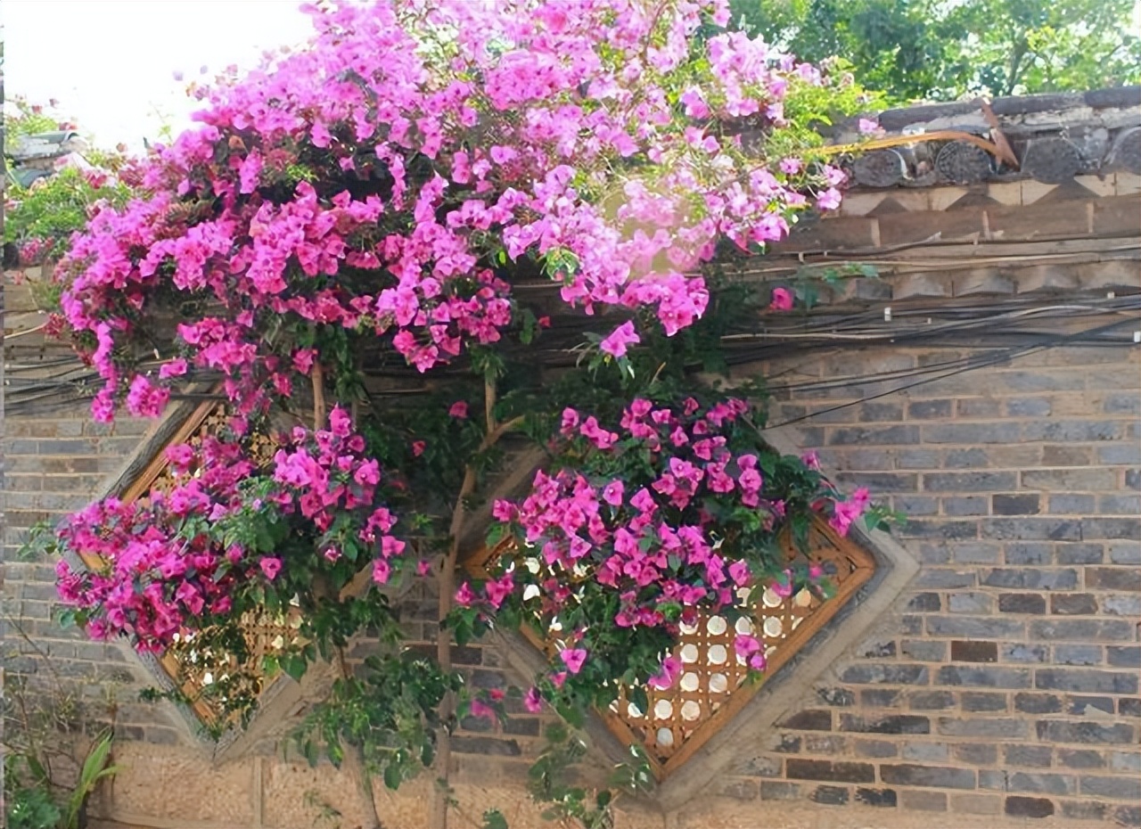 巴西紫三角梅开花后修剪,巴西三角梅盆栽花苗四季开