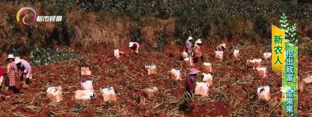 金果果打开致富之路,百香果成脱贫致富金果果