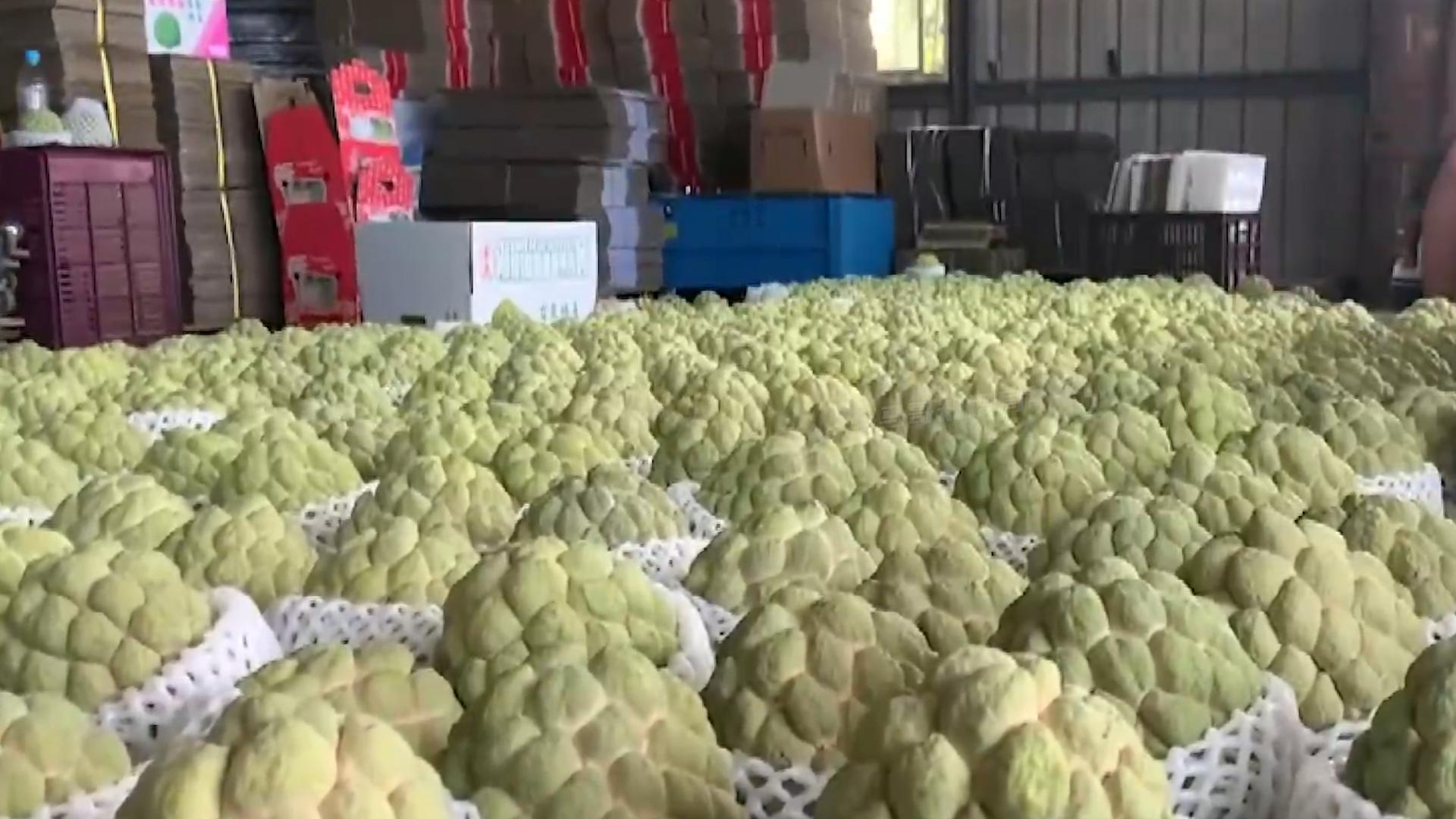 台湾凤梨大陆不买会怎么样,台湾凤梨释迦价格暴跌