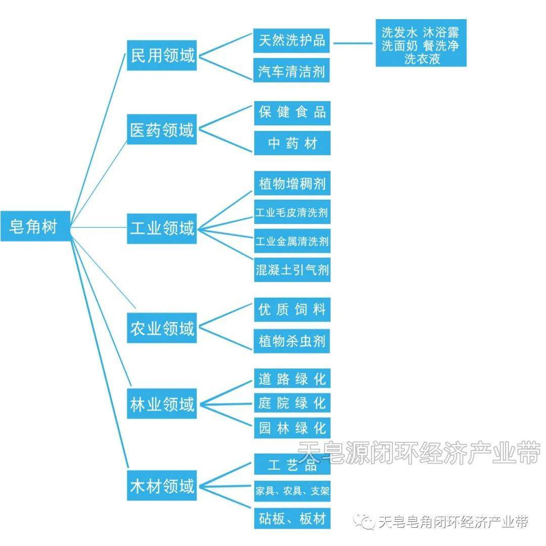 皂角的可行性开发和利用