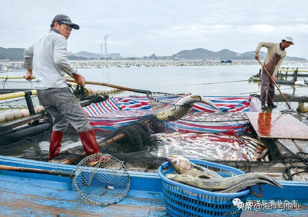 饶平海鲈,饶平海珍水产品