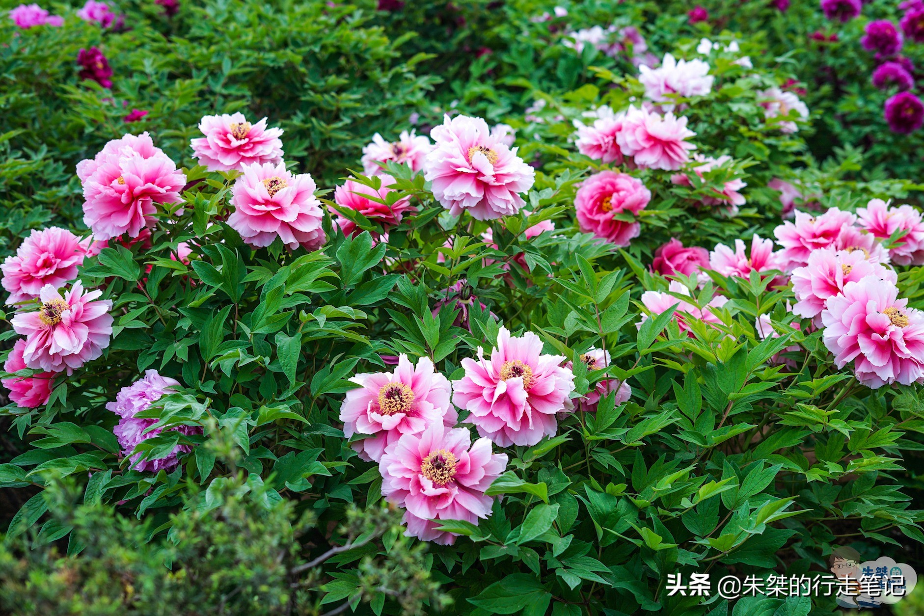 我国唯一一座以花为名的城市,中国唯一一个以花为名的城市