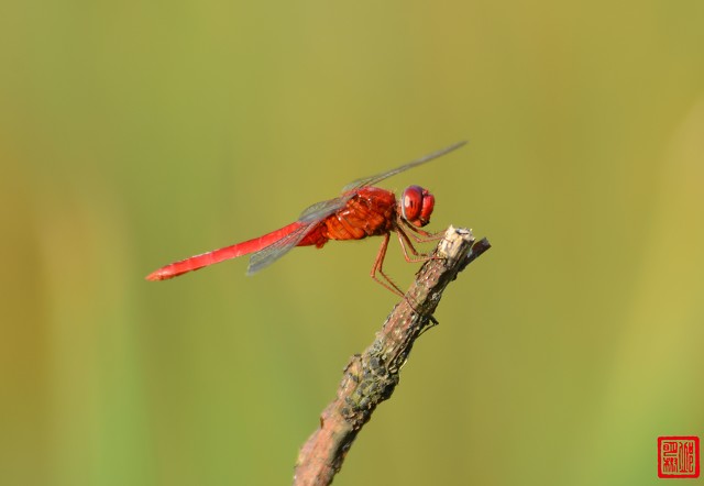 生命力强的昆虫宠物有哪些,常见昆虫宠物有哪些