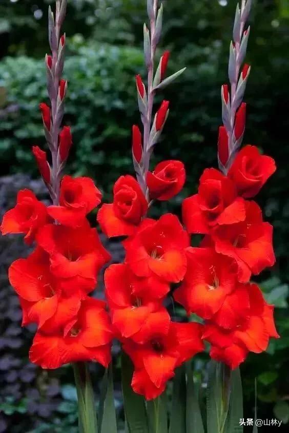 五颜六色的花朵养眼舒心,灵动秀美的花朵图片