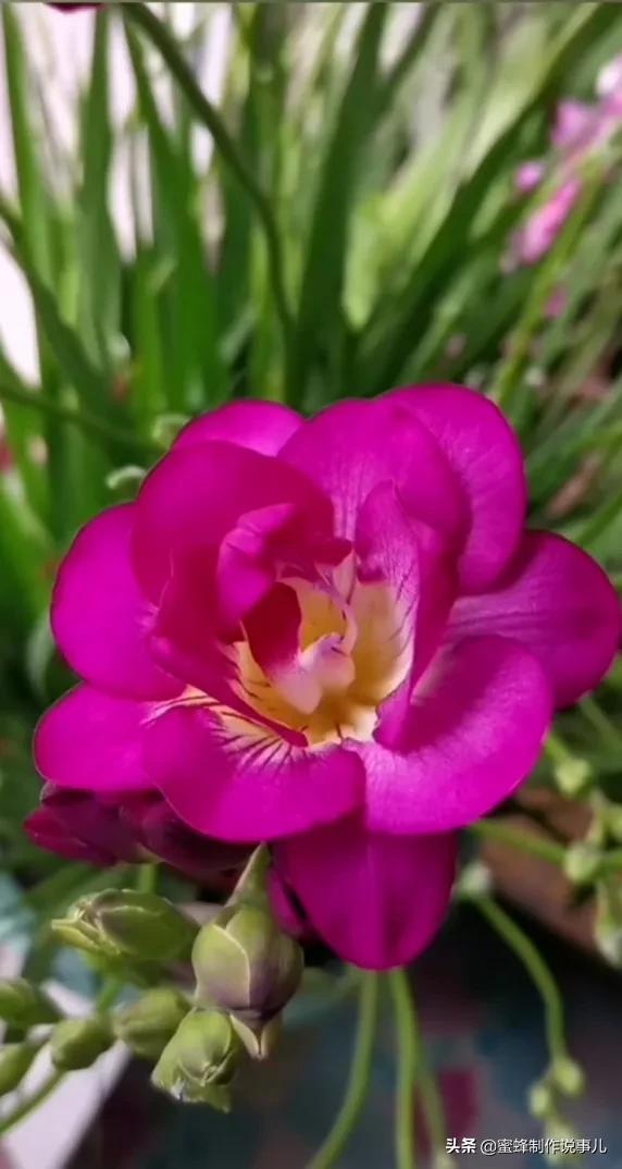 鸟语花香百花争艳让人陶醉,宁静祥和鸟语花香