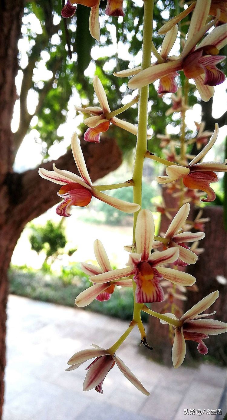 带你认识中华兰花纹瓣兰,顶级纹瓣兰图片