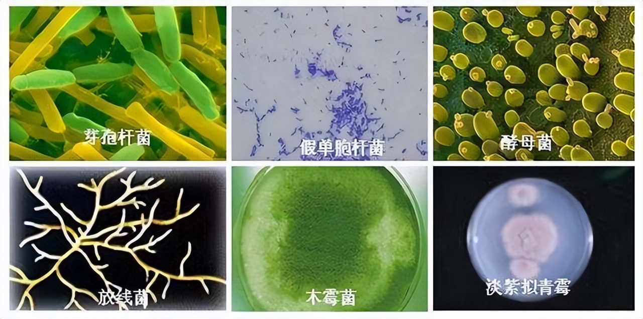 大白菜乳酸菌发酵,白甘蓝与紫甘蓝