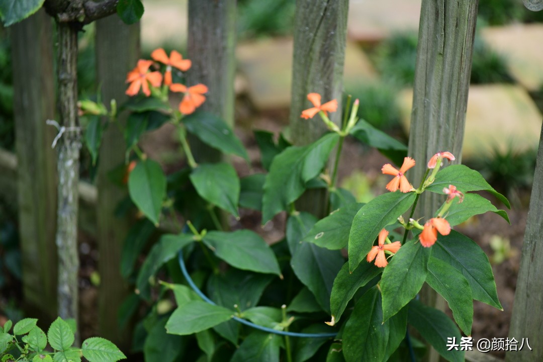 看到你的花园那么惨，我就安心了|园丁
