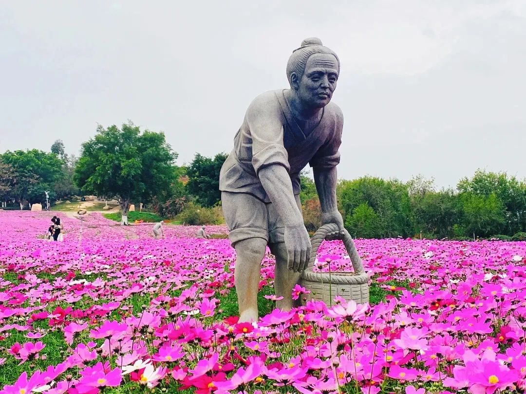 厦门十大最美花海,盘点厦门最美花海的地方