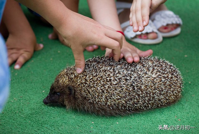 刺猬如何拥抱,如何和刺猬变得亲近