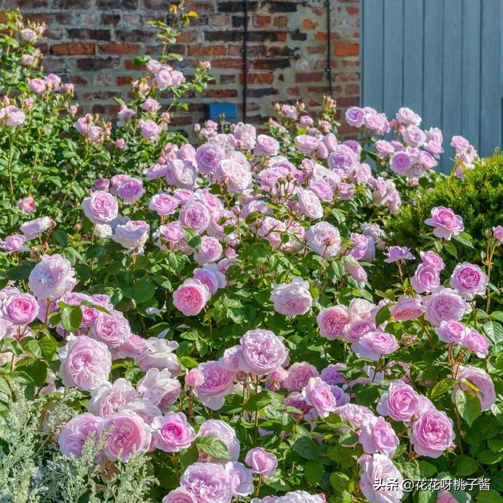 花期特别短暂开放好看的粉色月季,粉色可爱融化你的少女心月季