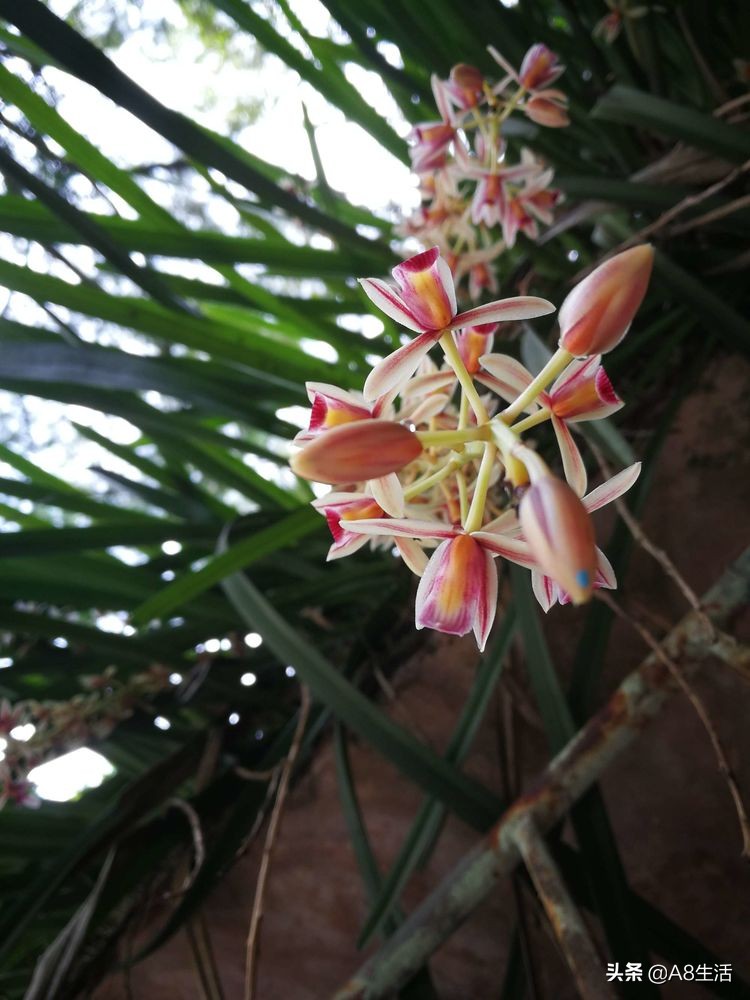 带你认识中华兰花纹瓣兰,顶级纹瓣兰图片