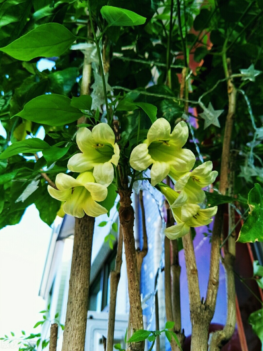 家里养哪五种花大气,家养哪四种花寓意好