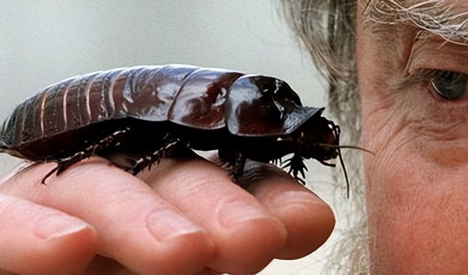 踩死的蟑螂怎么正确消灭最彻底,消灭蟑螂可以踩死吗