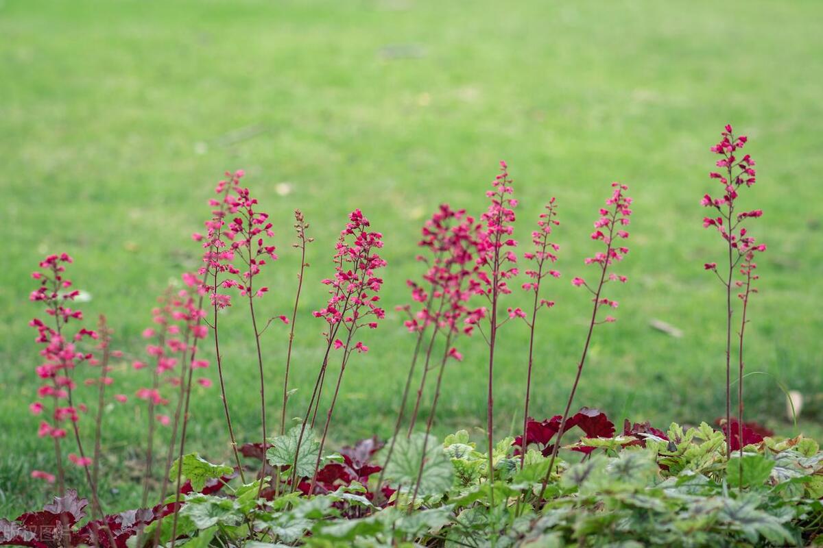 最耐寒耐热的庭院花,室外耐寒耐阴花排行榜
