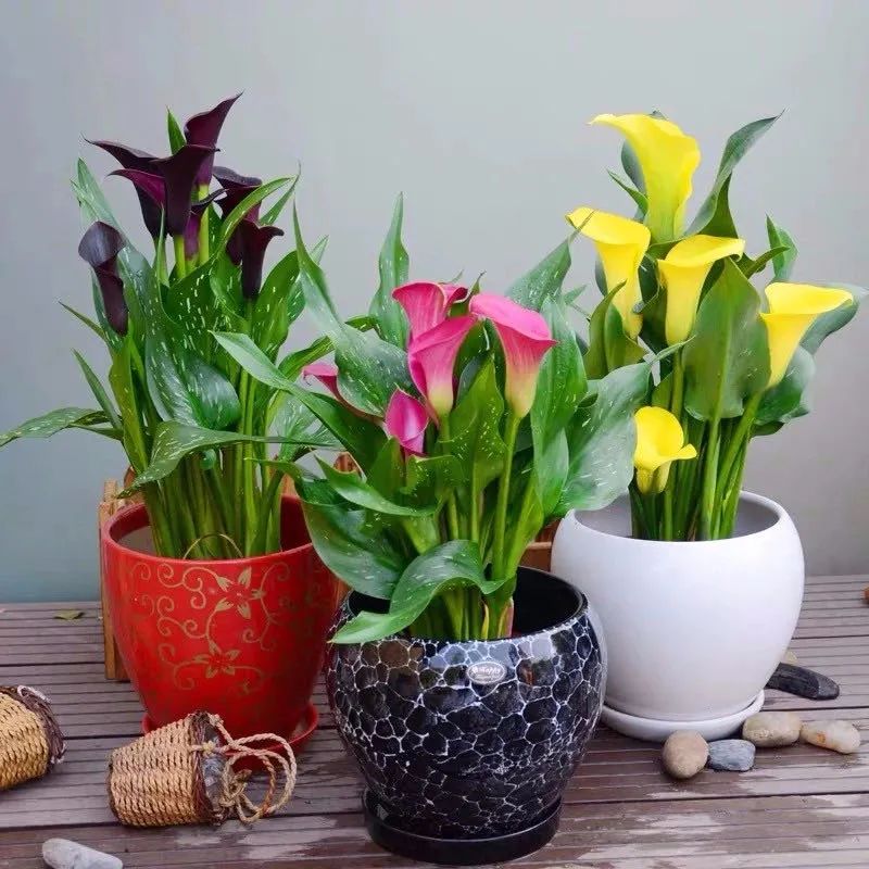 满天星花有毒吗能在卧室养吗,5种不能在室内养的花