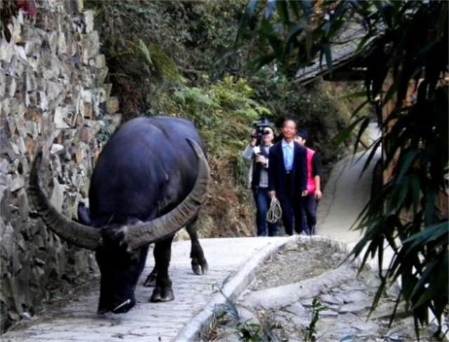 贵州牛王出战三江,牛王昆山所有视频