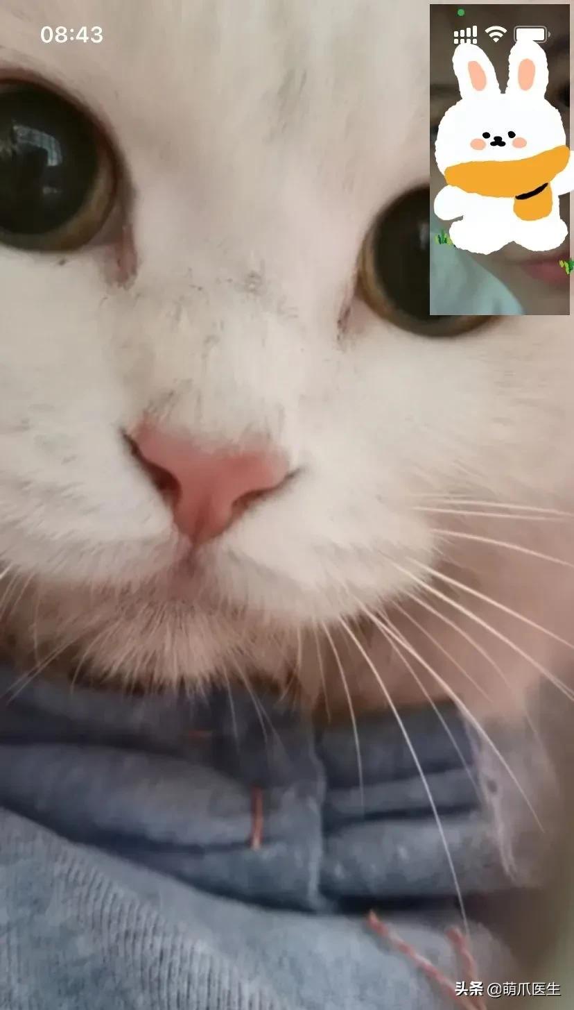 我的猫丢了拿回来要钱怎么办,我的猫丢了隐晦的意思