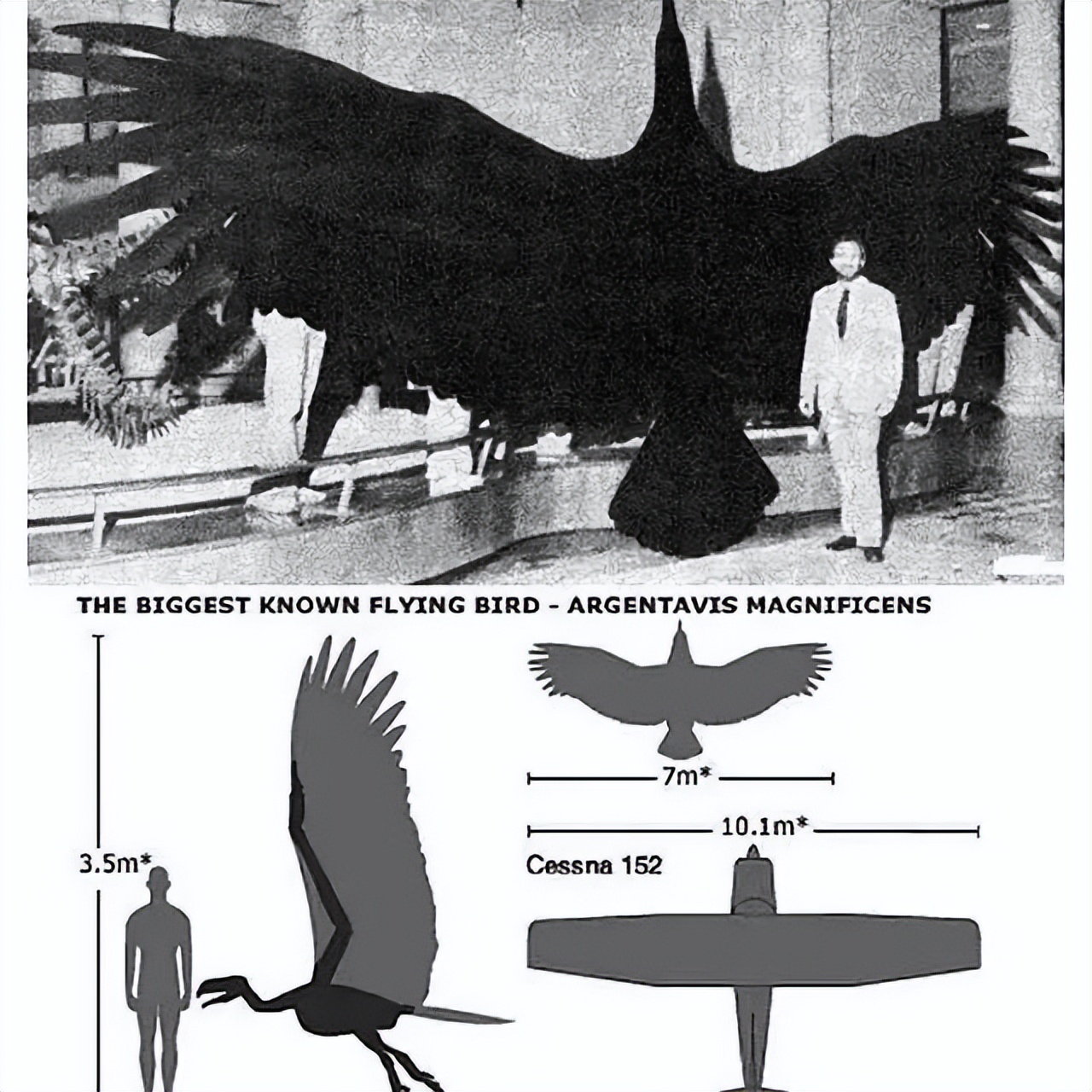 阿根廷巨鹰以狮子为食,阿根廷巨鹰和狮子