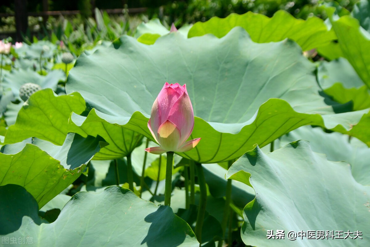 伤精耗气损阳心肾不交,从中医角度男性伤精恢复不了