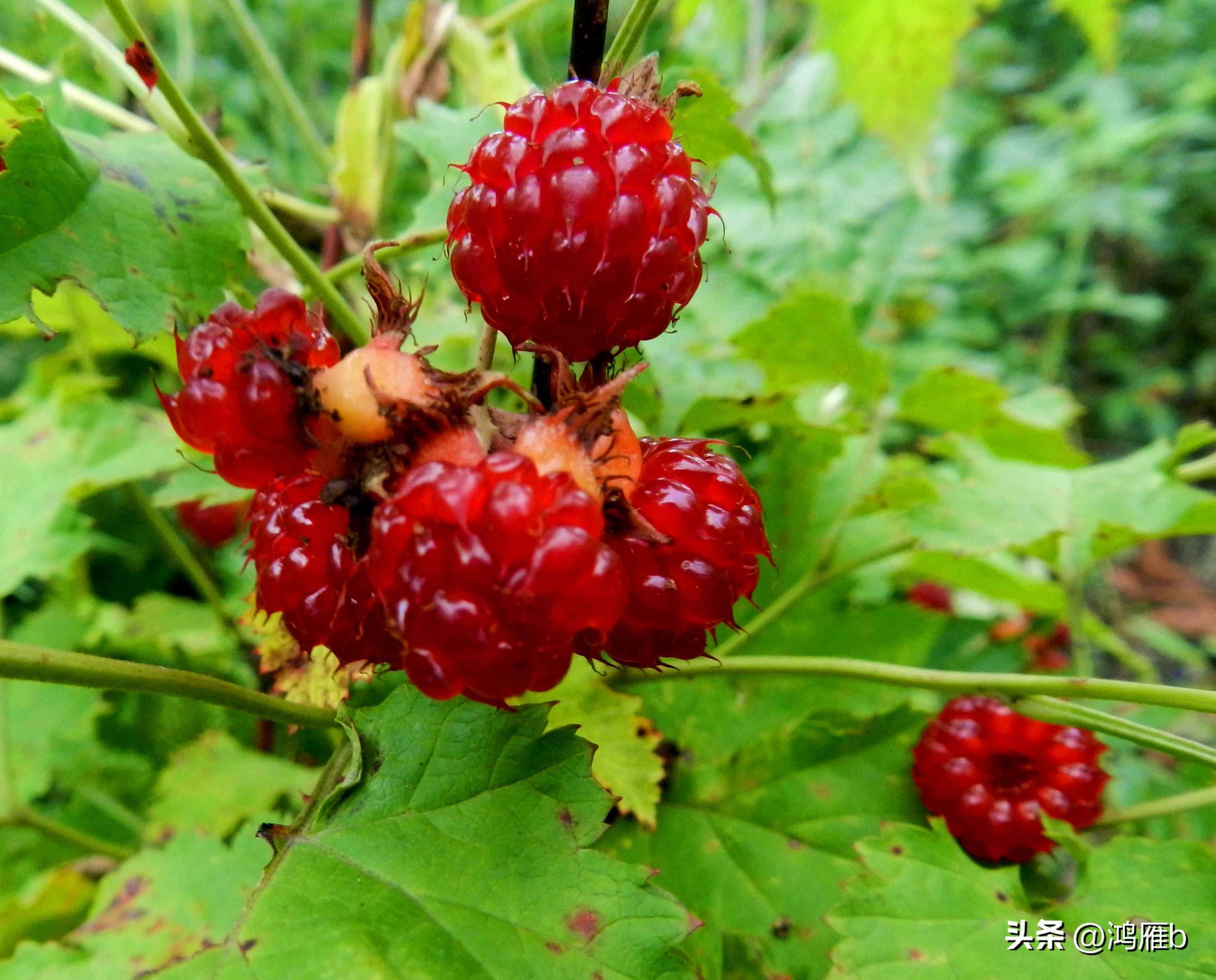 又到了吃薄荷的季节,又到了吃藕梢子的季节