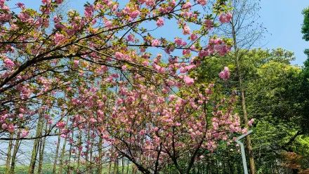 世界级的赏樱花的地方原来在这里,赏樱花的地方都在哪里