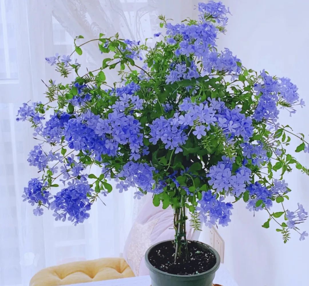 家里养3种花一年四季开花不断,养这10种花越养家里越干净