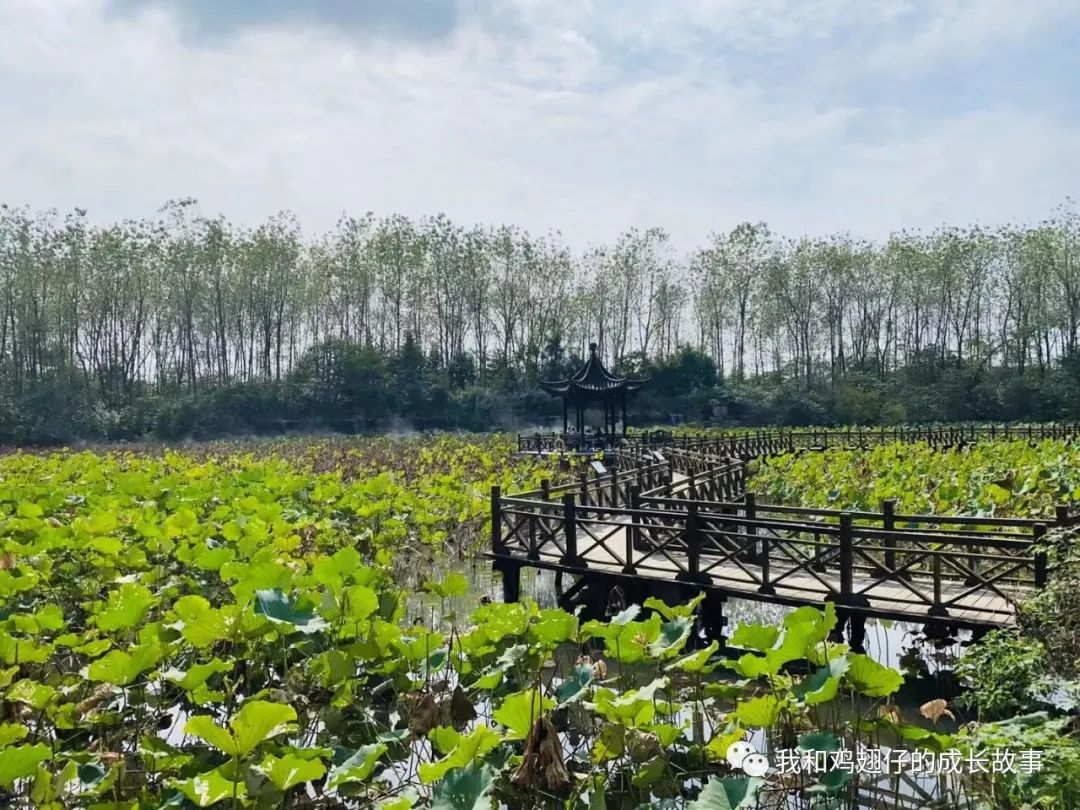 爱美丽推荐城市公园打卡第89-合肥游玩，必去10大经典打卡地推荐