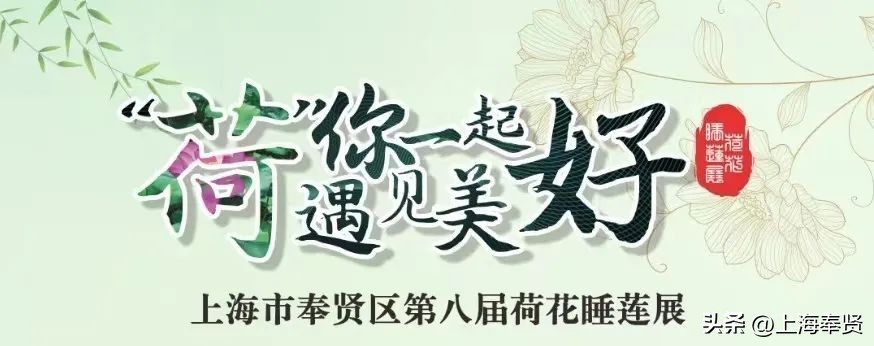 夏日赏荷好去处,奉贤哪里可以赏荷花