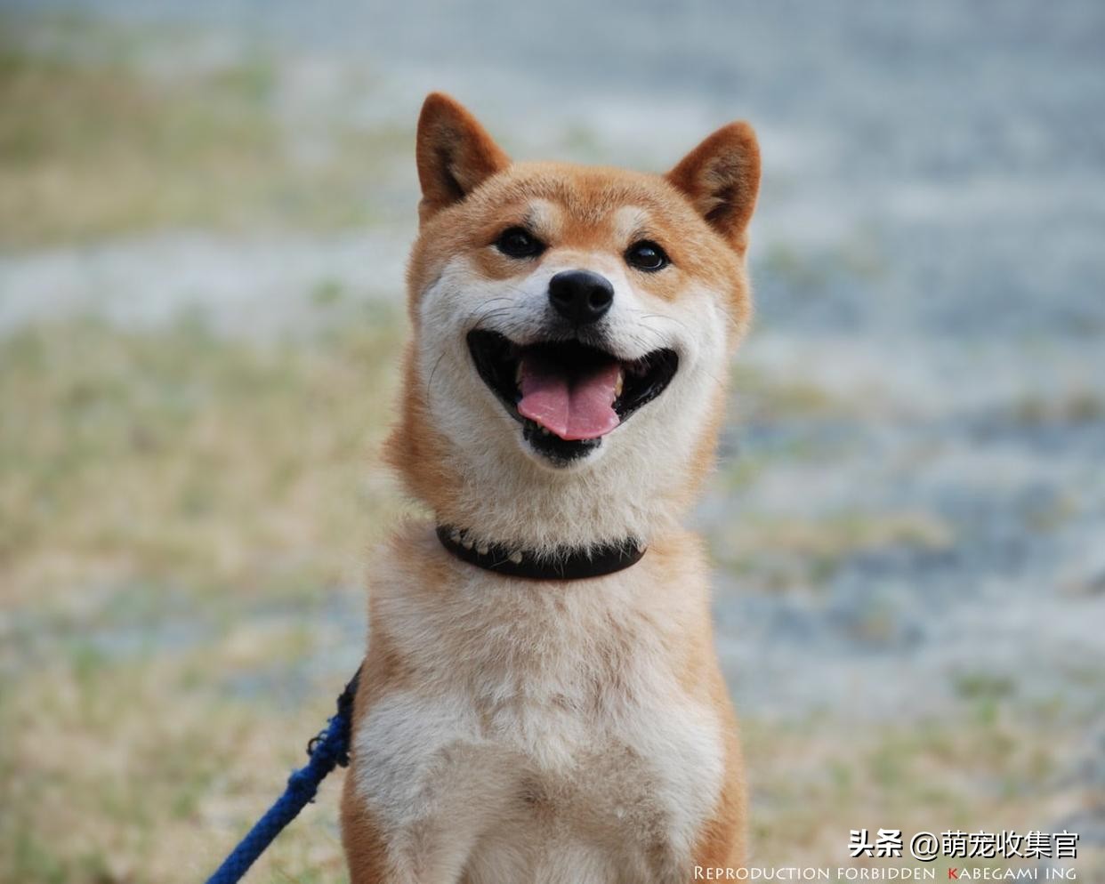 女生第一次养狗适合养什么中型狗,新手女生适合养什么狗