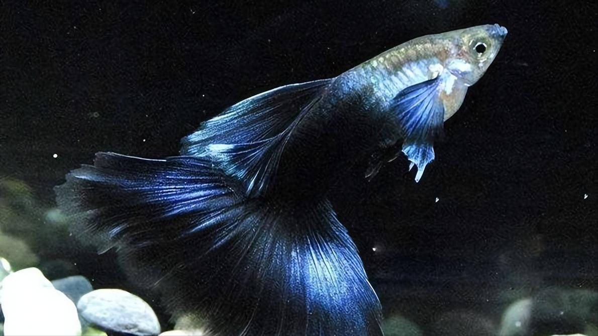 孔雀鱼的生物学特性及人工养殖和繁育技术