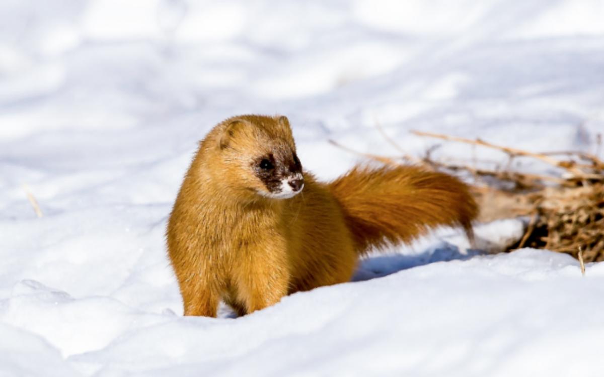 钓鱼佬被抢劫,湖北一钓友常被黄鼠狼“打劫”